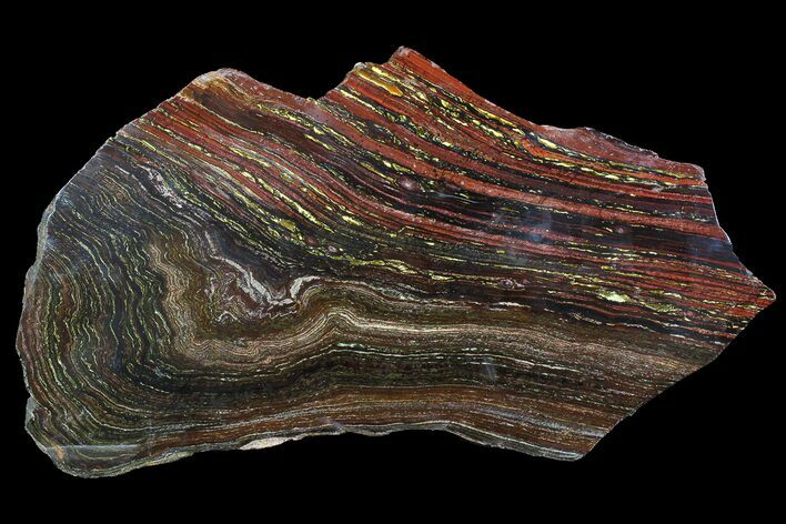 Polished Tiger Iron Stromatolite - ( Billion Years) #92817